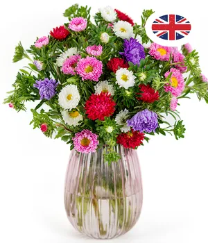 British Asters