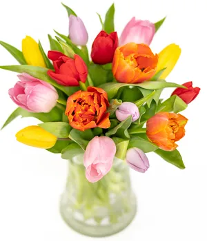 Bright Tulips