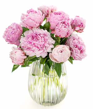 10 Peonies