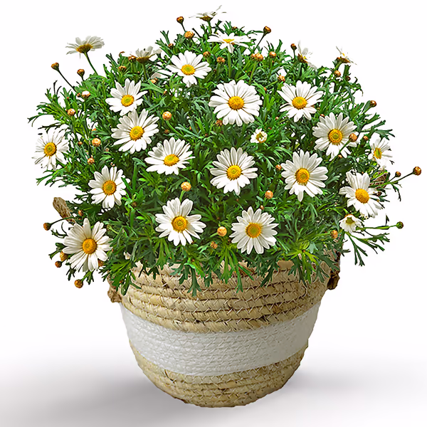 White Daisies