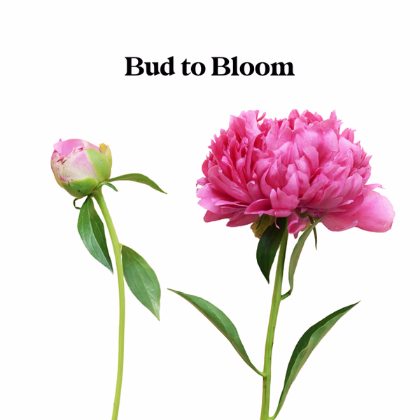 Bud to Bloom_Peonies.jpg