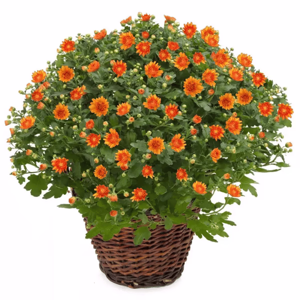 KPWS021.png