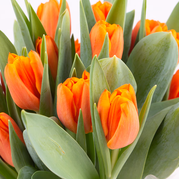 43418-bulb-bouquet-orange-zoom.jpg