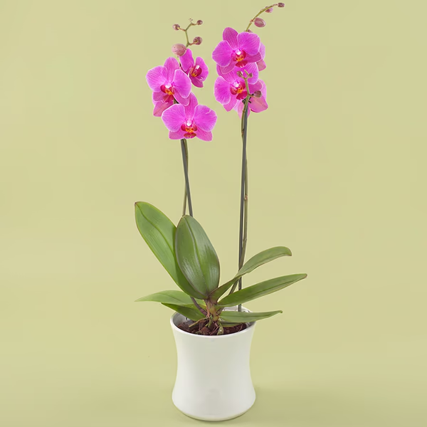 Orchidée rose