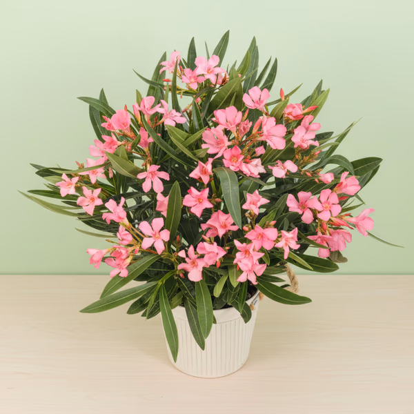 Pink Oleander