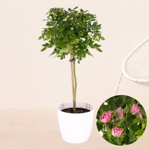 43591-rosa-topfrose-stamm.jpg