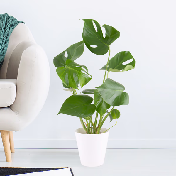 Monstera + gratis Topf | Fensterblatt