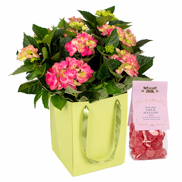 Pink Hydrangea & Jelly Raspberries