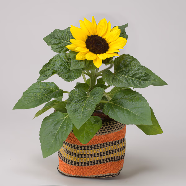 Helianthus orange pot.jpg