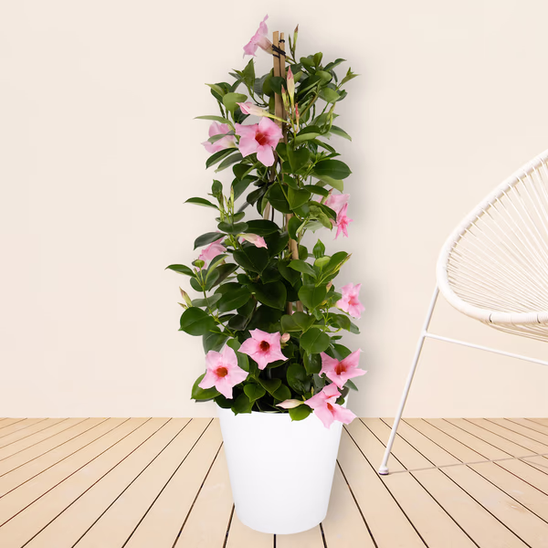 43582-rosa-mandevilla-pyramide-neu_1.jpg