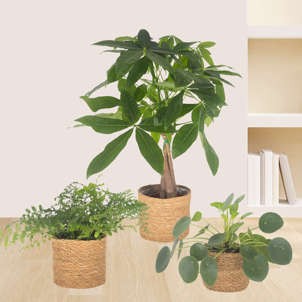 Set of 3 Pachira, Nest Fern & Pilea
