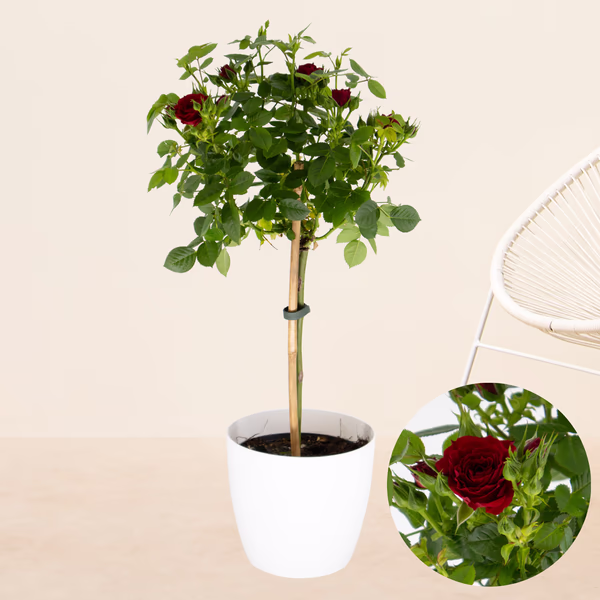 43592-rote-topfrose-stamm.jpg