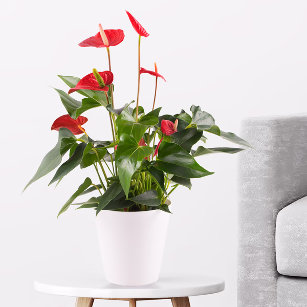 Flamingoblume Rot + gratis Topf | Anthurie