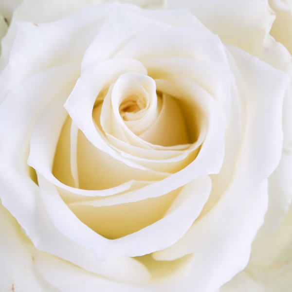 20190038_10_weisse_rosen_zoom.jpg