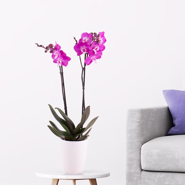 Purple Orchid (Two Trusses) + Free Pot