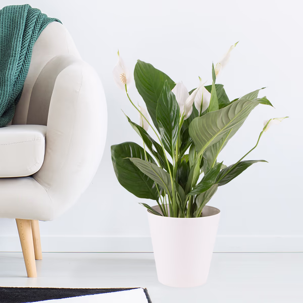20181017_einblatt_spathiphyllum_int.jpg