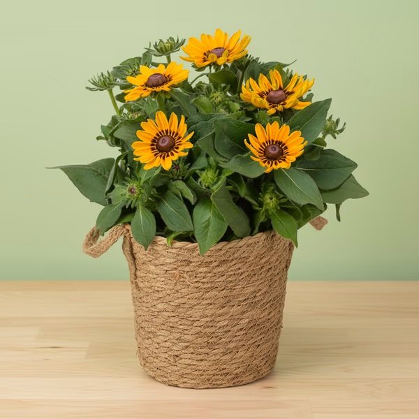 Rudbeckia in Pot