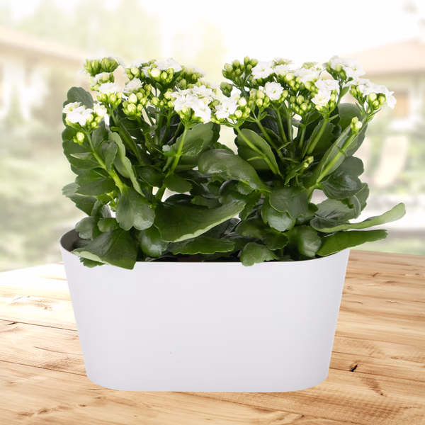 White Flaming Katy + Free DUO Pot  | Kalanchoe