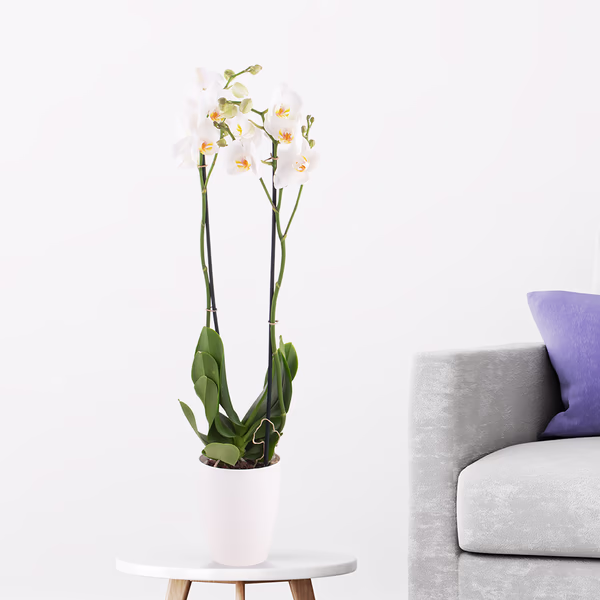 Weiße Orchidee (zwei Rispen) + gratis Topf