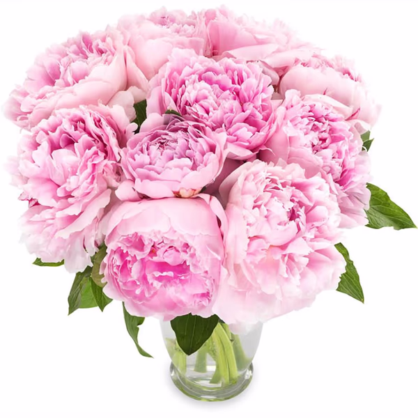 Bouquet of peonies