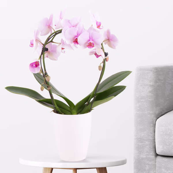 4260625434277-orchideenbogen-rosa.jpg
