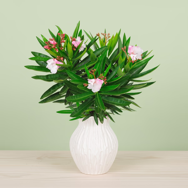 Oleander Busch 003.png