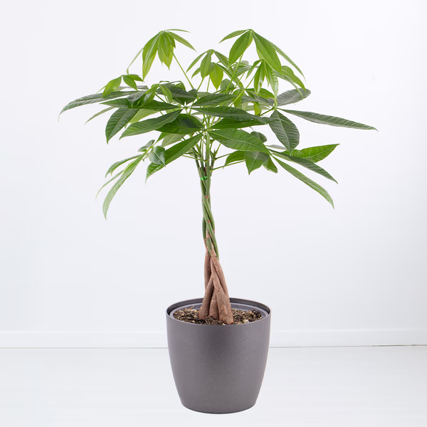 Glückskastanie | +/- 100 cm | ø 21 cm | Pachira