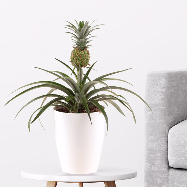 Ananas-Pflanze + gratis Topf | Ananas comosus