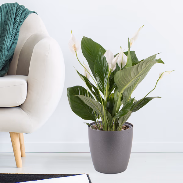 Peace Lily + Free Pot | Spathiphyllum