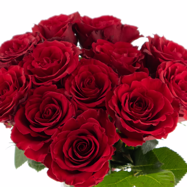 rosenbox-rot-3.jpg