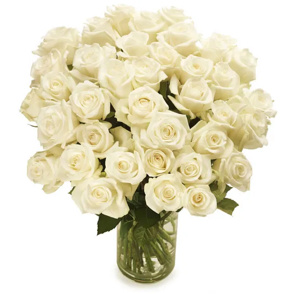 Luxuriöse weiße Rosen