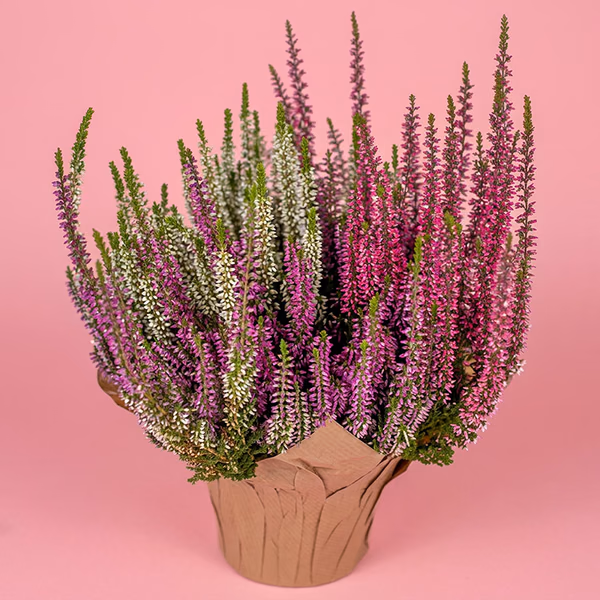 Heather Happiness
