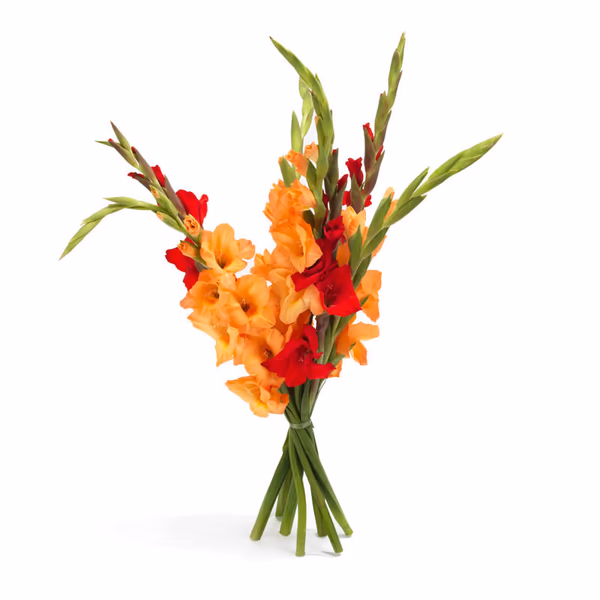 Small bouquet of gladioli