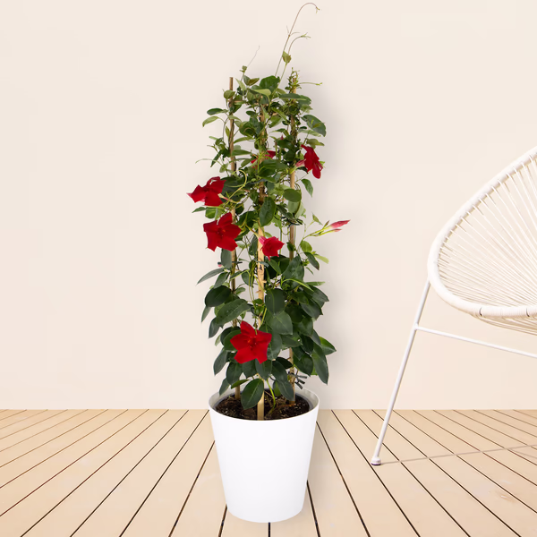 43583-rote-mandevilla-pyramide-neu_1.jpg