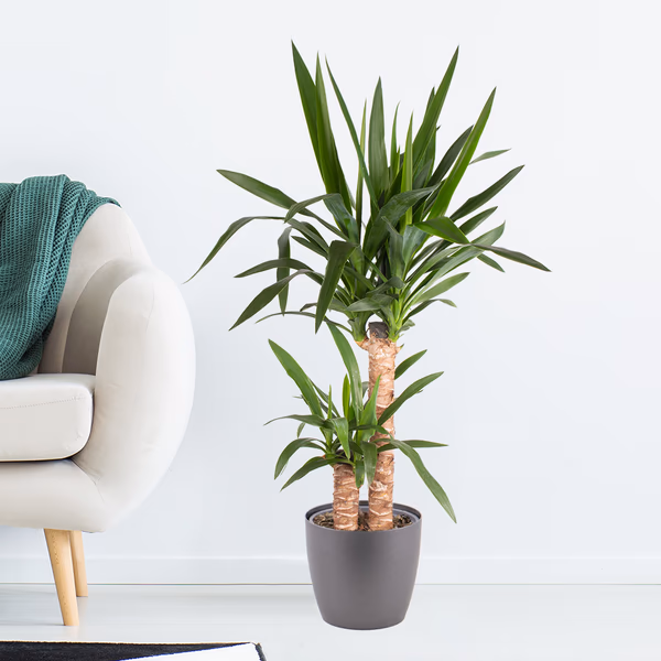 Yucca-Palme (2-stämmig) + gratis Topf | Palmlilie