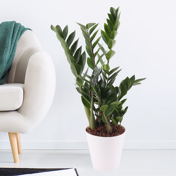 Glücksfeder + gratis Topf | Zamioculcas