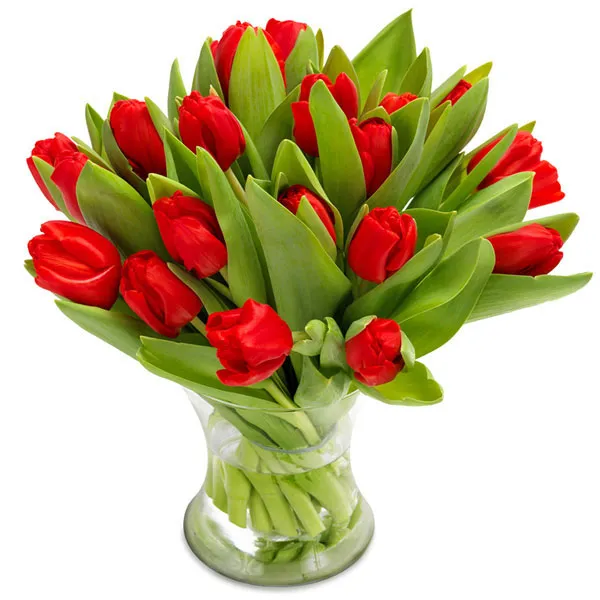 Ravishing Red Tulips