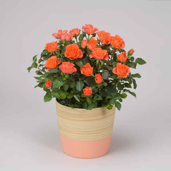 Rose orange with deco pot.jpg