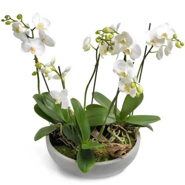 Orkidédrøm i hvidt