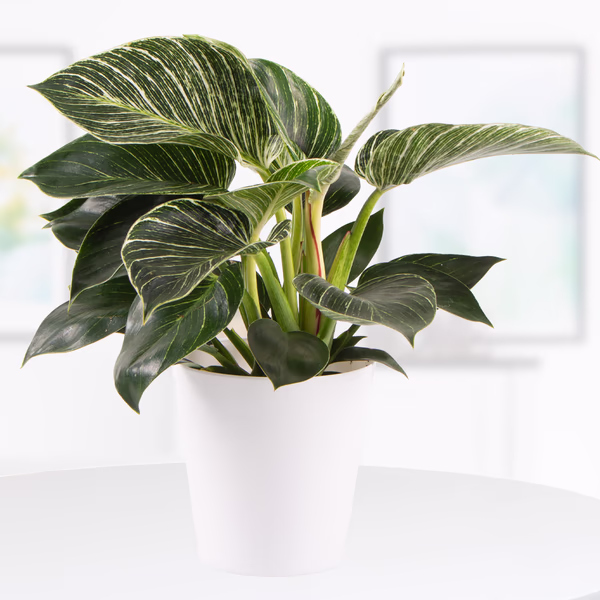 Philodendron + gratis Topf | White Wave