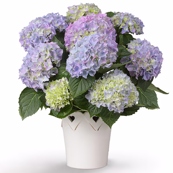 Blaue Hortensie