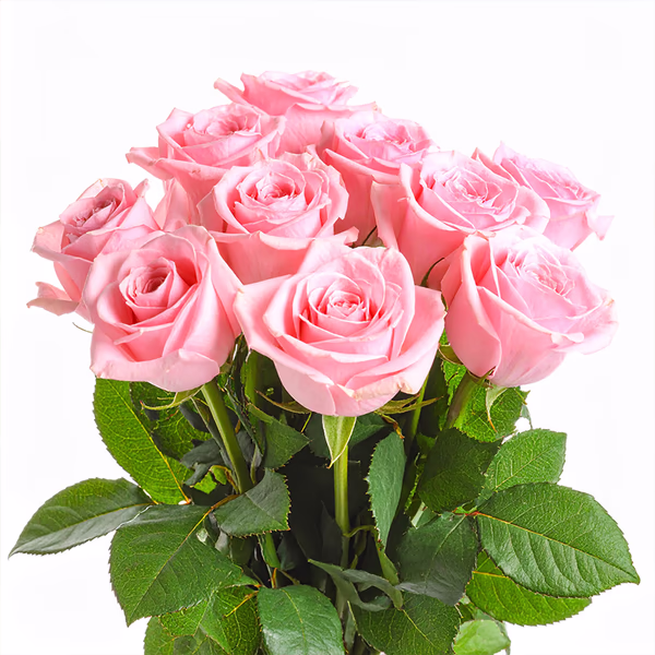 Pink roses