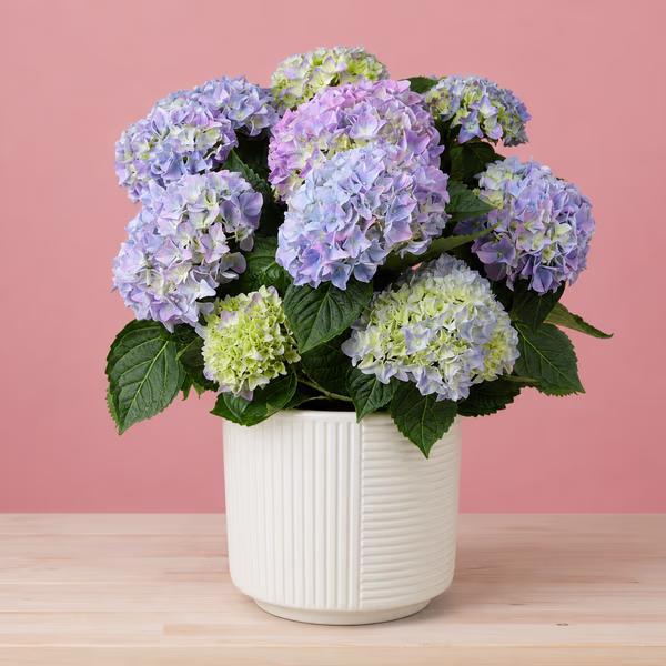 Blue Hydrangea