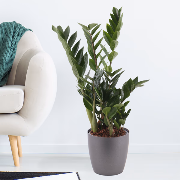 Glücksfeder + gratis Topf | Zamioculcas