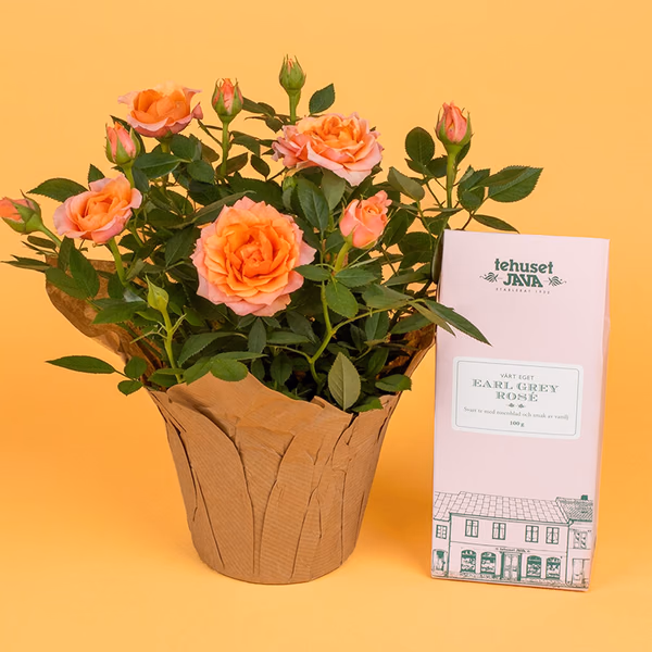 NEWGIF26209_1.jpg