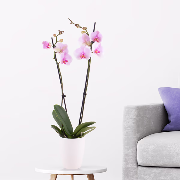 Rosa Orchidee (zwei Rispen) + gratis Topf