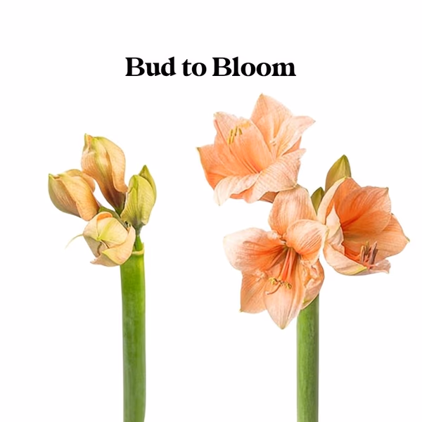 Bud to Bloom_Amaryllis_Peach.jpg