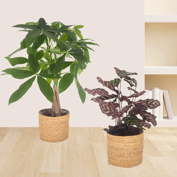 43162-2er-set-pachira-calathea-1.jpg