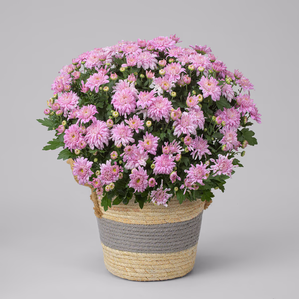 5124 Chrysantheme im Topf.jpeg