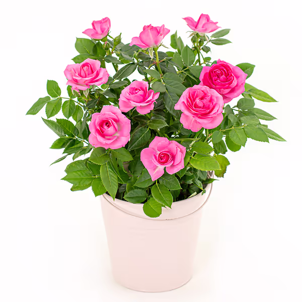 Rosa Topfrosen